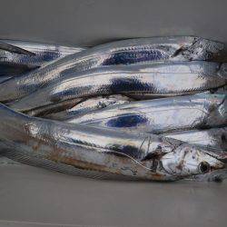 アジアマリンサービス 釣果