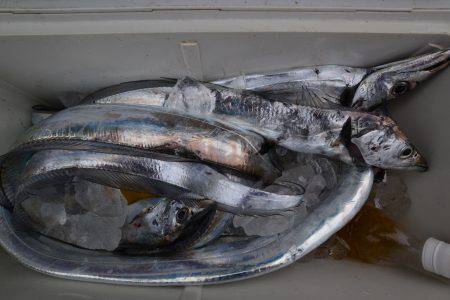 アジアマリンサービス 釣果