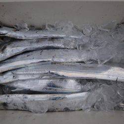 アジアマリンサービス 釣果