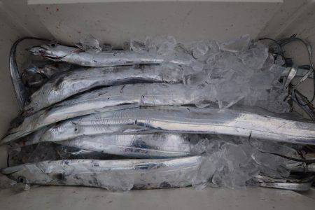 アジアマリンサービス 釣果