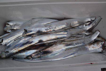 アジアマリンサービス 釣果