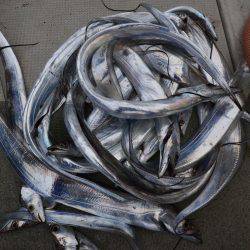 アジアマリンサービス 釣果