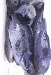 伊豆下田フィッシング 釣果