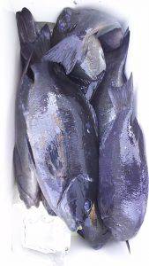 伊豆下田フィッシング 釣果