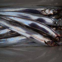 アジアマリンサービス 釣果