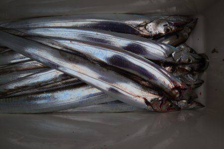 アジアマリンサービス 釣果
