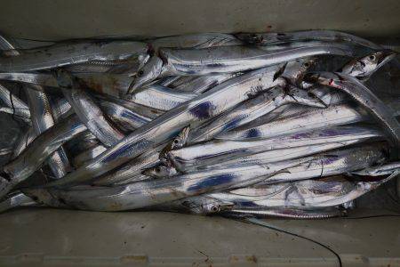 アジアマリンサービス 釣果