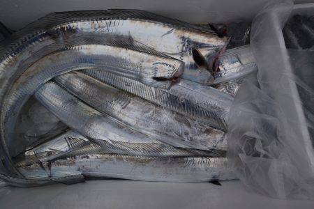 アジアマリンサービス 釣果