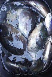 伊豆下田フィッシング 釣果