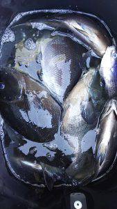 伊豆下田フィッシング 釣果