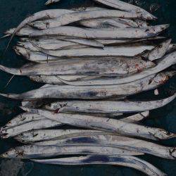 アジアマリンサービス 釣果