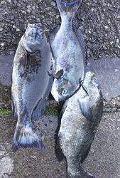 伊豆下田フィッシング 釣果