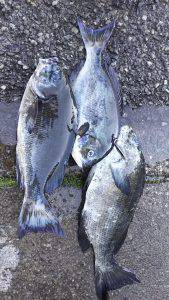 伊豆下田フィッシング 釣果