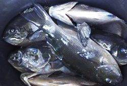 伊豆下田フィッシング 釣果