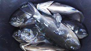 伊豆下田フィッシング 釣果