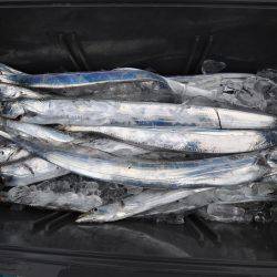 アジアマリンサービス 釣果