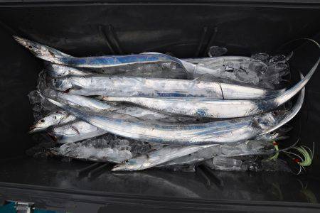 アジアマリンサービス 釣果