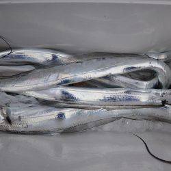 アジアマリンサービス 釣果