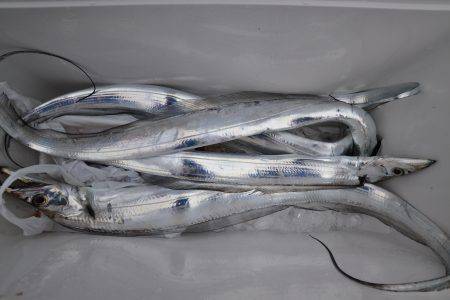 アジアマリンサービス 釣果