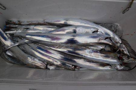 アジアマリンサービス 釣果