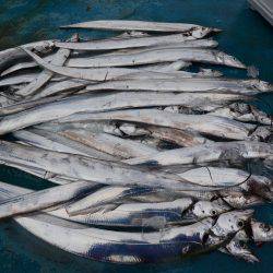 アジアマリンサービス 釣果