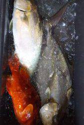 伊豆下田フィッシング 釣果