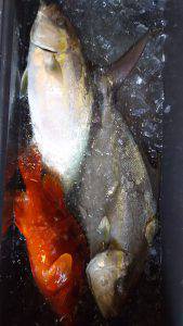 伊豆下田フィッシング 釣果