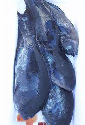 伊豆下田フィッシング 釣果