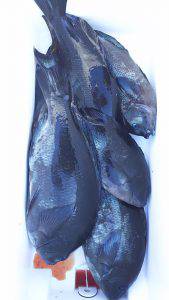 伊豆下田フィッシング 釣果