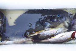 伊豆下田フィッシング 釣果