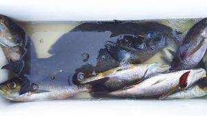 伊豆下田フィッシング 釣果