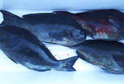 伊豆下田フィッシング 釣果