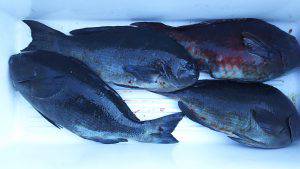 伊豆下田フィッシング 釣果