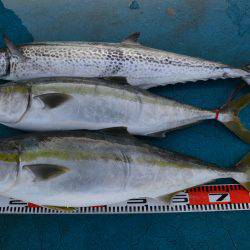 アジアマリンサービス 釣果