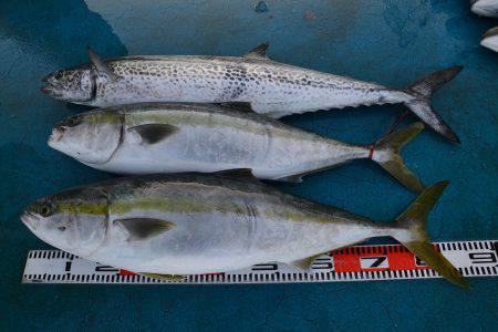 アジアマリンサービス 釣果