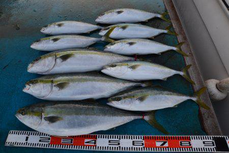 アジアマリンサービス 釣果