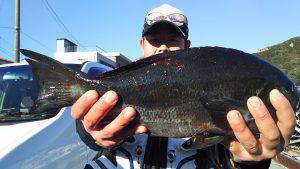 伊豆下田フィッシング 釣果