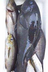 伊豆下田フィッシング 釣果