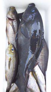 伊豆下田フィッシング 釣果