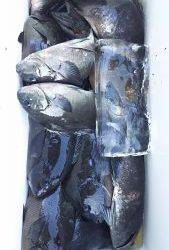 伊豆下田フィッシング 釣果