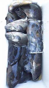 伊豆下田フィッシング 釣果