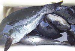 伊豆下田フィッシング 釣果