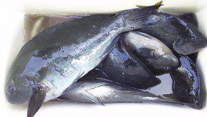 伊豆下田フィッシング 釣果