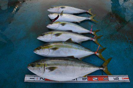 アジアマリンサービス 釣果