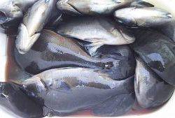 伊豆下田フィッシング 釣果