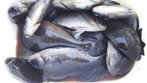 伊豆下田フィッシング 釣果