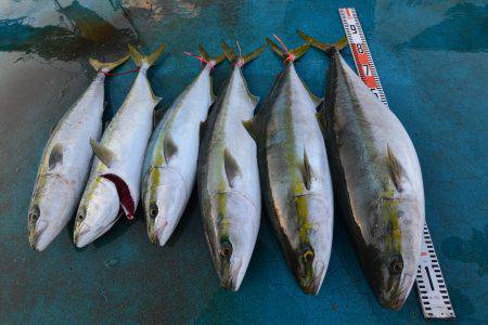 アジアマリンサービス 釣果