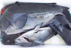 伊豆下田フィッシング 釣果