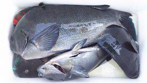 伊豆下田フィッシング 釣果