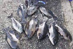 伊豆下田フィッシング 釣果